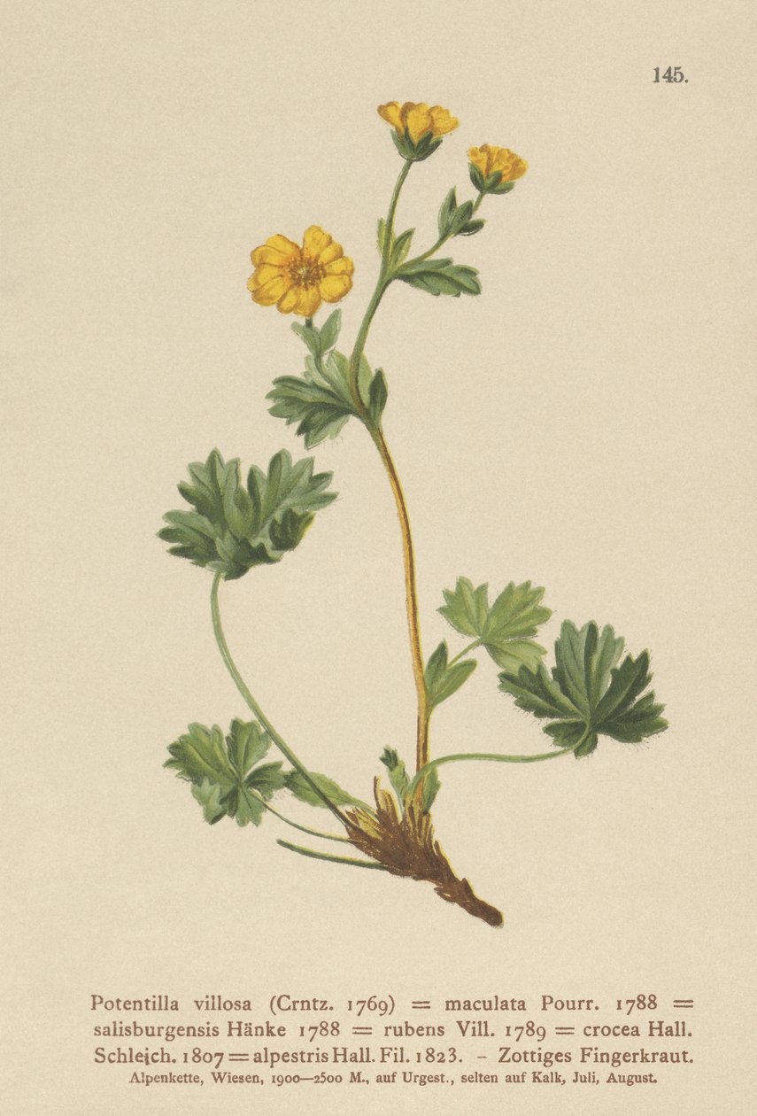 Pięciornik kosmki (Potentilla villosa, Potentilla maculata, Potentilla rubens, Potentilla crocea, Potentilla alpestris, Potentilla salisburgensis) autorstwa German School