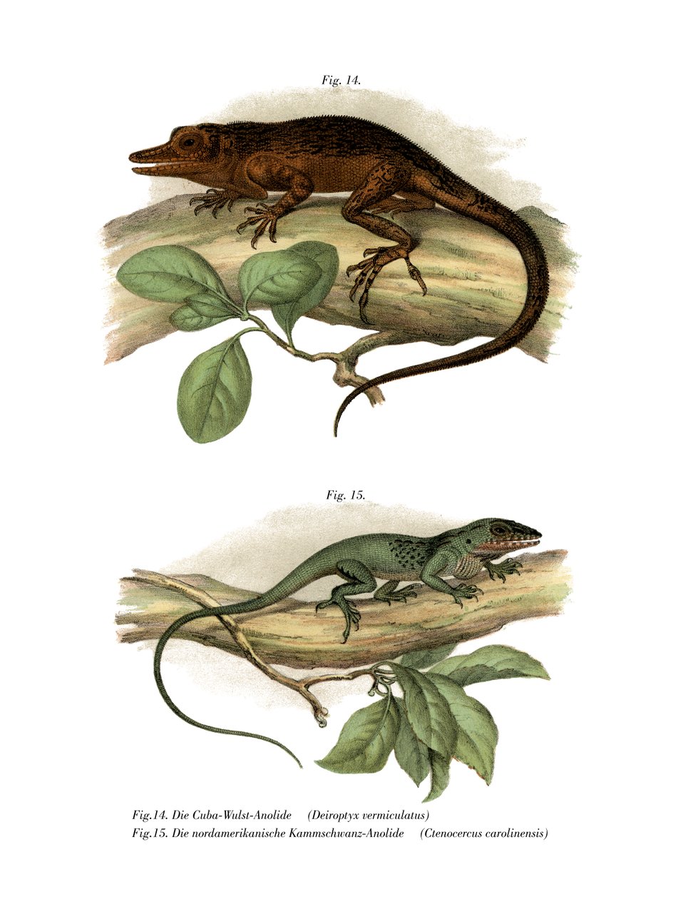 Vinales Anole (kolor lito) autorstwa German School