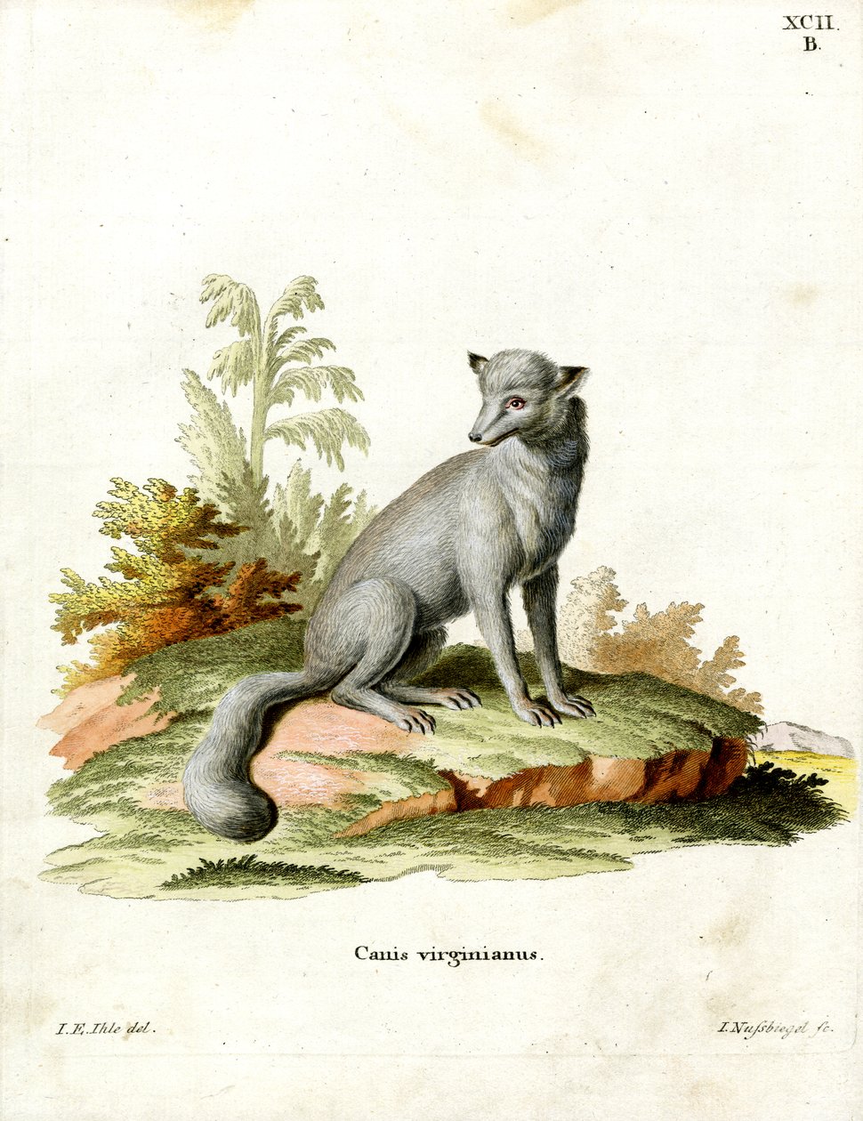 Virginian Fox (kolorowy grawerunek) autorstwa German School