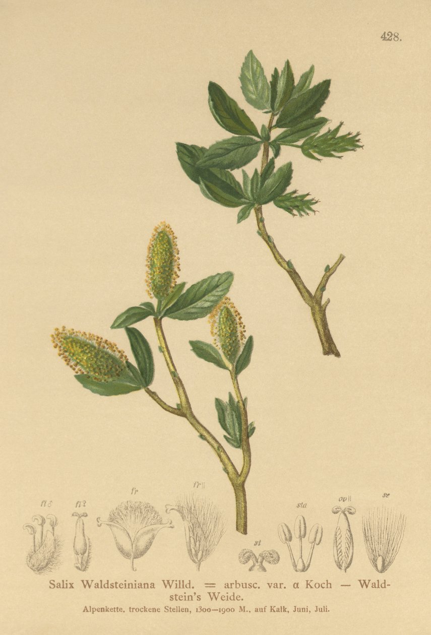 Wierzba Waldsteins (Salix Waldsteiniana, Salix arbusc. var.) autorstwa German School