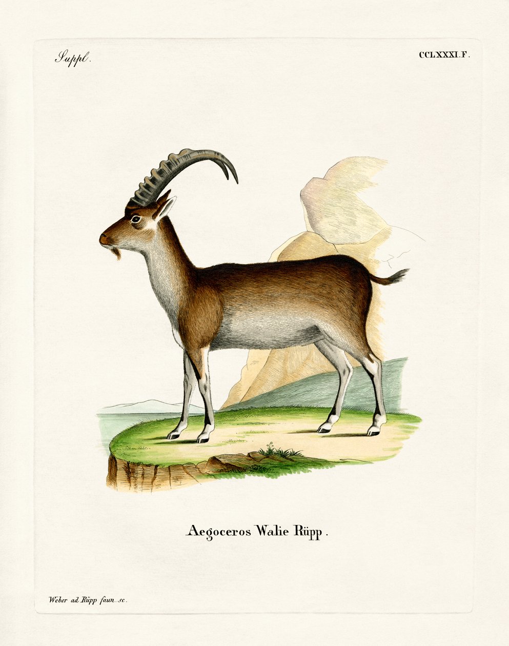 Walia Ibex (kolorowy grawer) autorstwa German School
