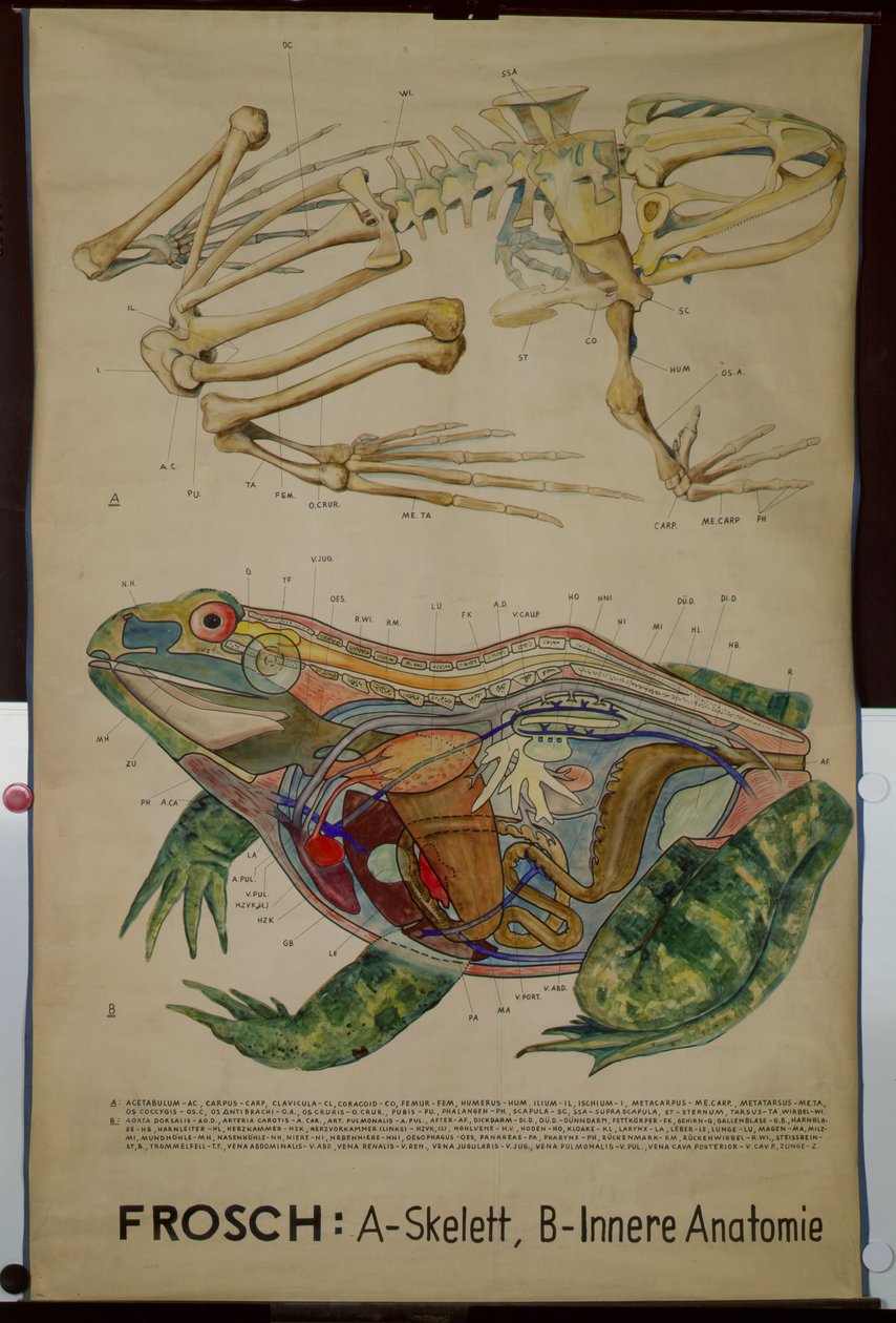 Tablica ścienna szkieletu i anatomia żaby autorstwa German School