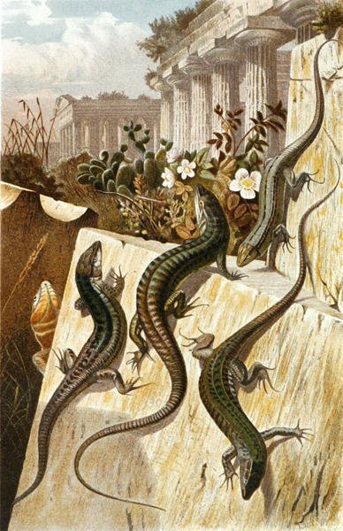 Jaszczurka ścienna, płyta z "Brehms Tierleben: Allgemeine Kunde des Tierreichs", vol.7, s.151, wyd. Bibliographisches Institut autorstwa German School