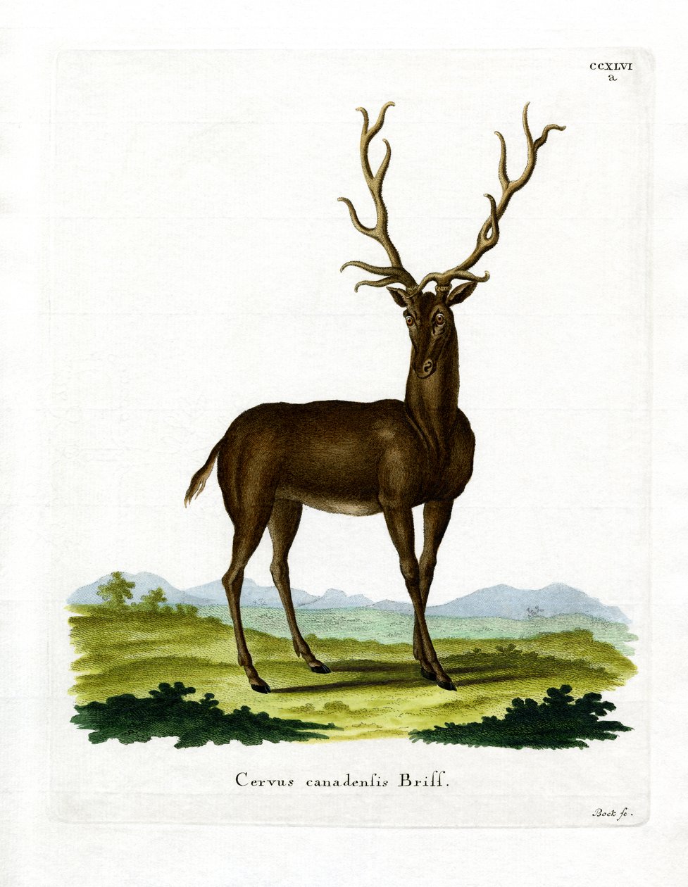 Wapiti (kolorowy grawer) autorstwa German School