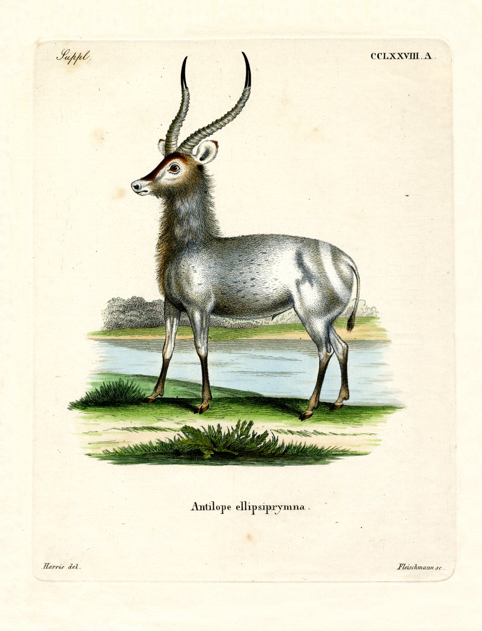 Waterbuck (kolorowy grawerunek) autorstwa German School
