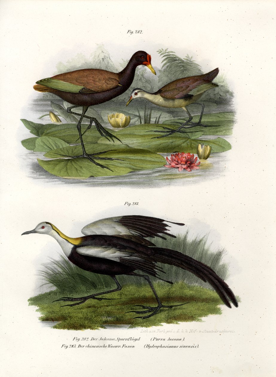 Wattled Jacana, 1864 autorstwa German School