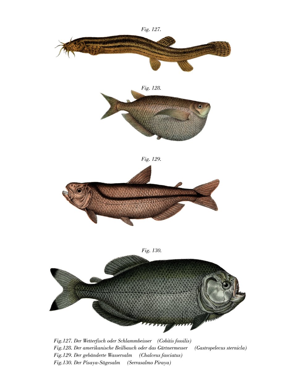 Weather Loach (kolor lito) autorstwa German School