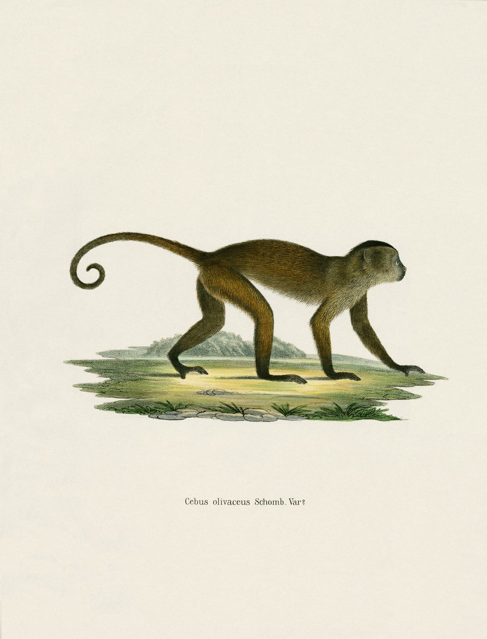 Weeper Capuchin (kolorowy grawerunek) autorstwa German School