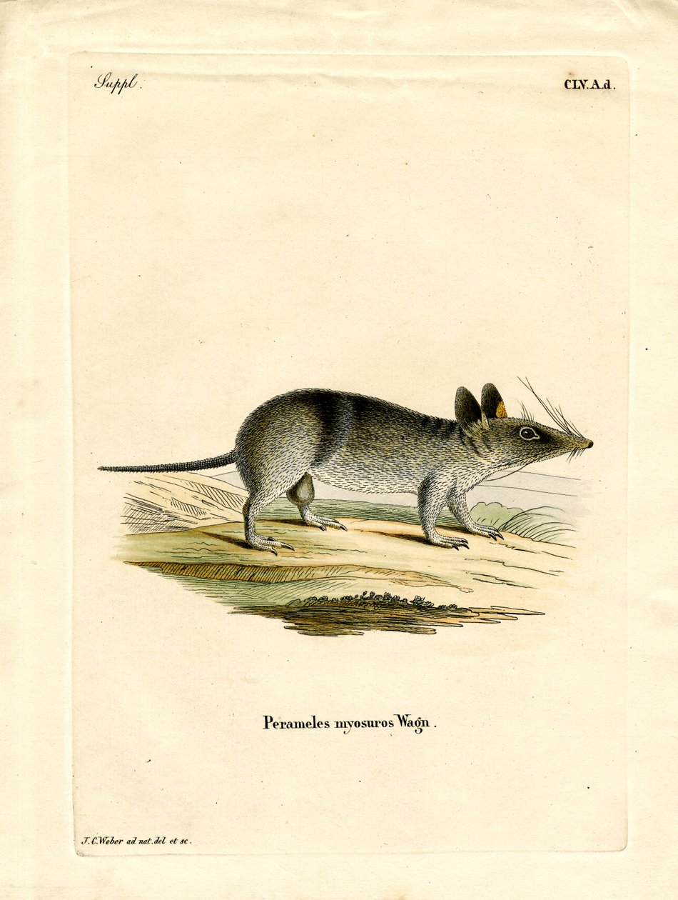 Western Barred Bandicoot (kolorowy grawerunek) autorstwa German School