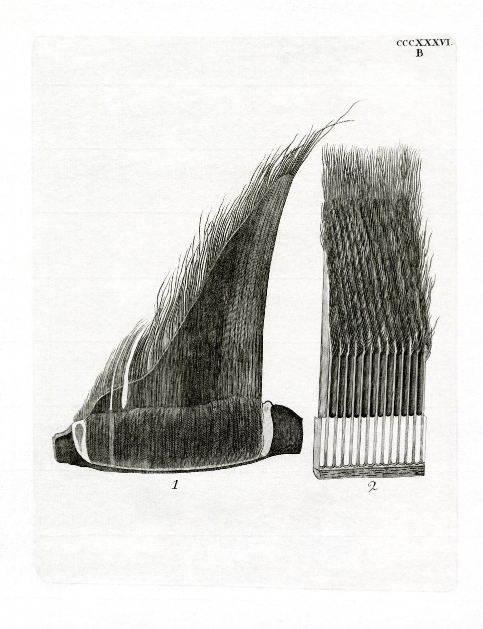 Whale Baleen Plates (kolorowy grawerunek) autorstwa German School