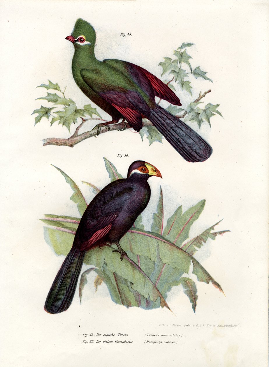 Turaco białoczuby, 1864 autorstwa German School