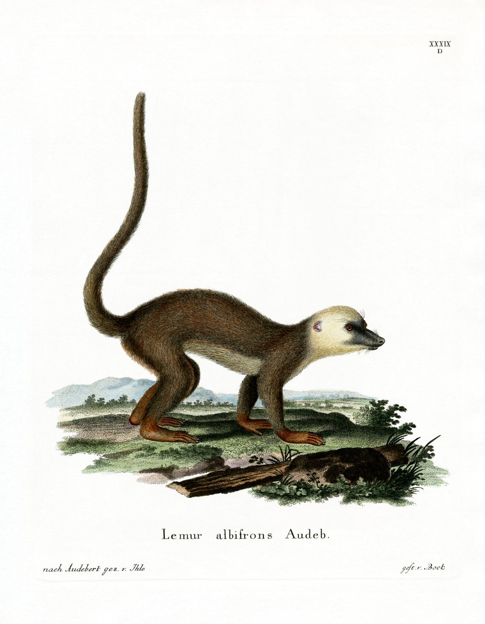 Lemur białogłowy (kolorowy grawerunek) autorstwa German School