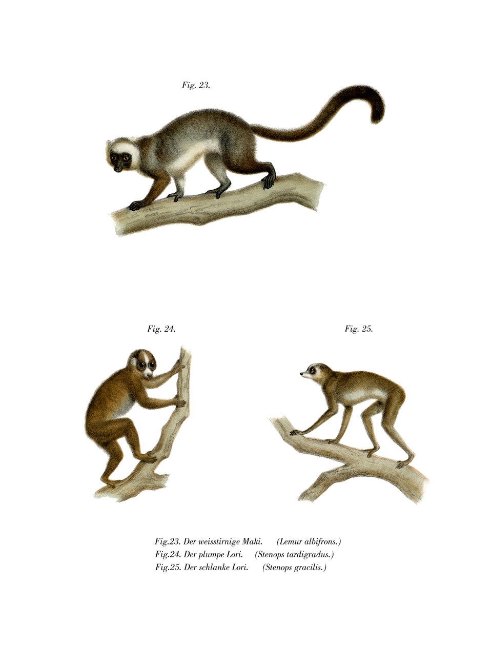 Lemur białogłowy, 1860 autorstwa German School