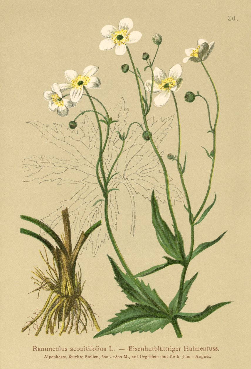 Białe guziki kawalerów (Ranunculus aconitifolius) autorstwa German School