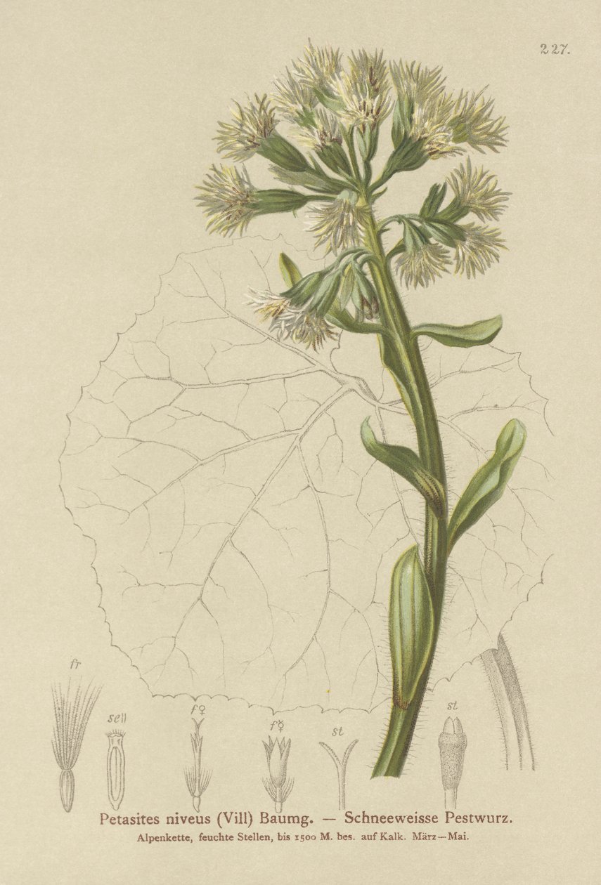 Lepiężnik biały (Petasites niveus, Petasites albus) autorstwa German School