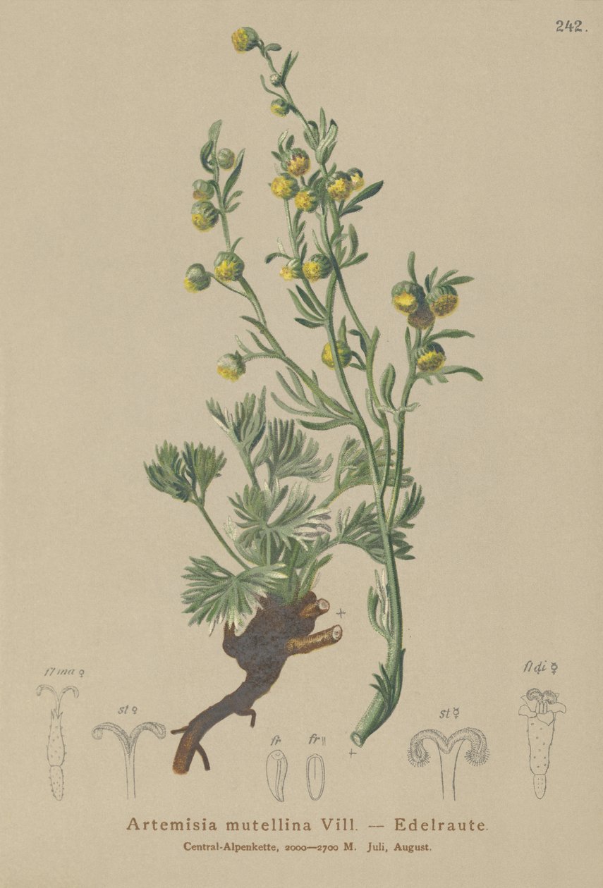 Biała Genepi (Artemisia mutellina, Artemisia umbelliformis) autorstwa German School
