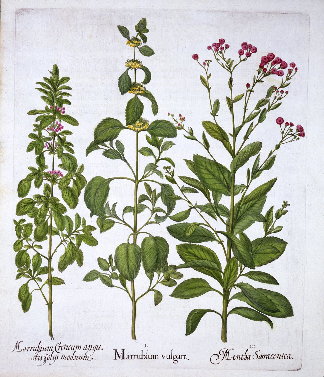 Szanty Białej, Szanty i Mięty, z Hortus Eystettensis, autorstwa Basila Beslera (1561-1629), wyd. 1613 (grawerowanie ręcznie kolorowane) autorstwa German School