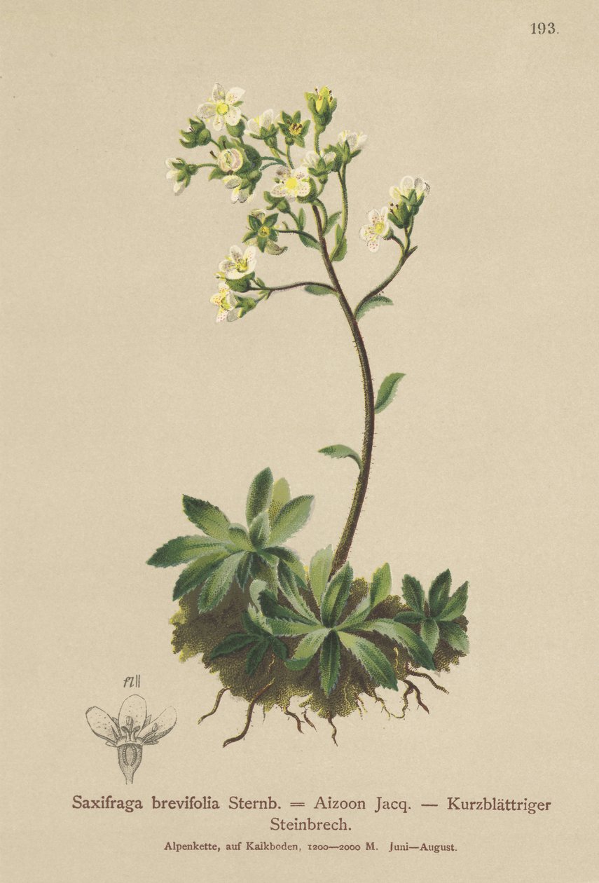 Skalnica Biała (Saxifraga brevifolia, Saxifraga Aizoon) autorstwa German School