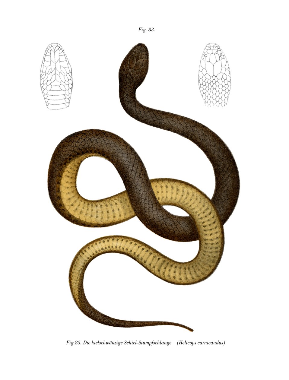 Keelback Wieda (kolor lito) autorstwa German School