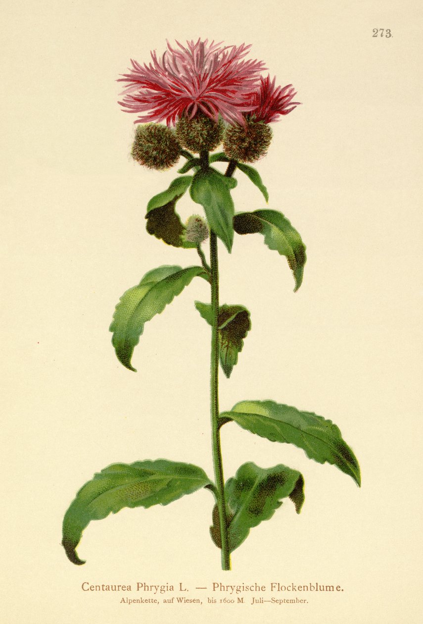 Chaber peruwiański (Centaurea Phrygia) autorstwa German School