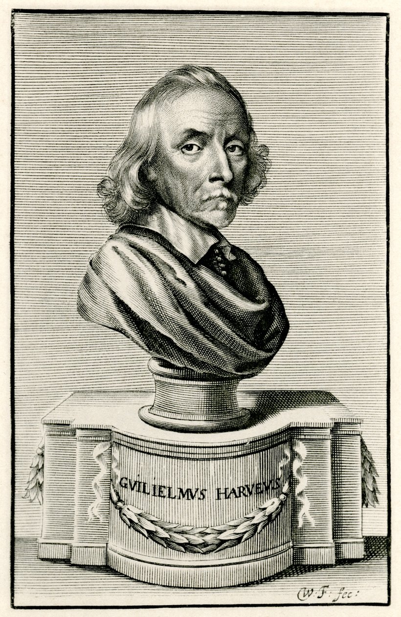 William Harvey autorstwa German School