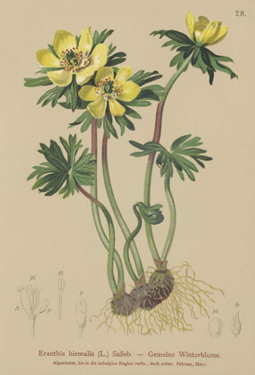 Akonit zimowy (Eranthis hiemalis, Eranthis hyemalis) autorstwa German School