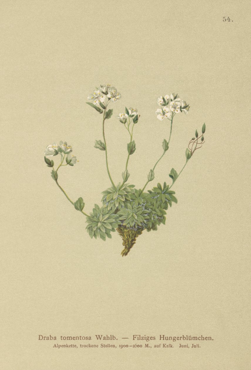 Wolley Whitlow-trawa (Draba tomentosa) autorstwa German School