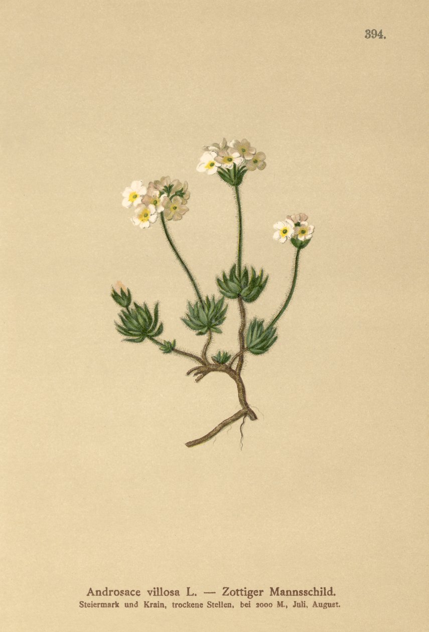 Wolly Rock Jasmine (Androsace villosa) autorstwa German School