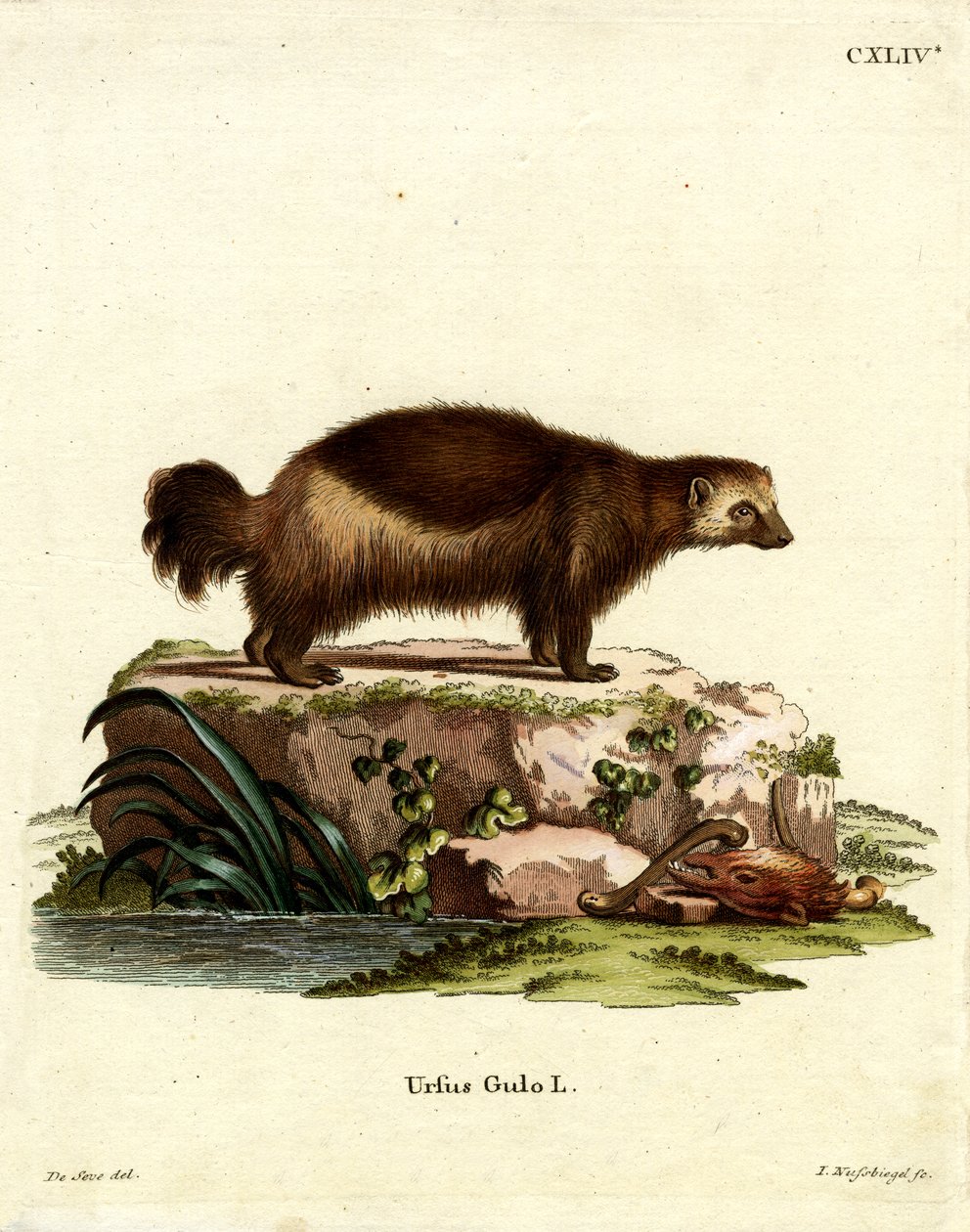 Wolverine (kolorowy grawer) autorstwa German School