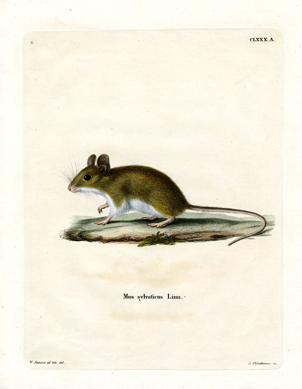 Wood Mouse (kolorowy grawerunek) autorstwa German School