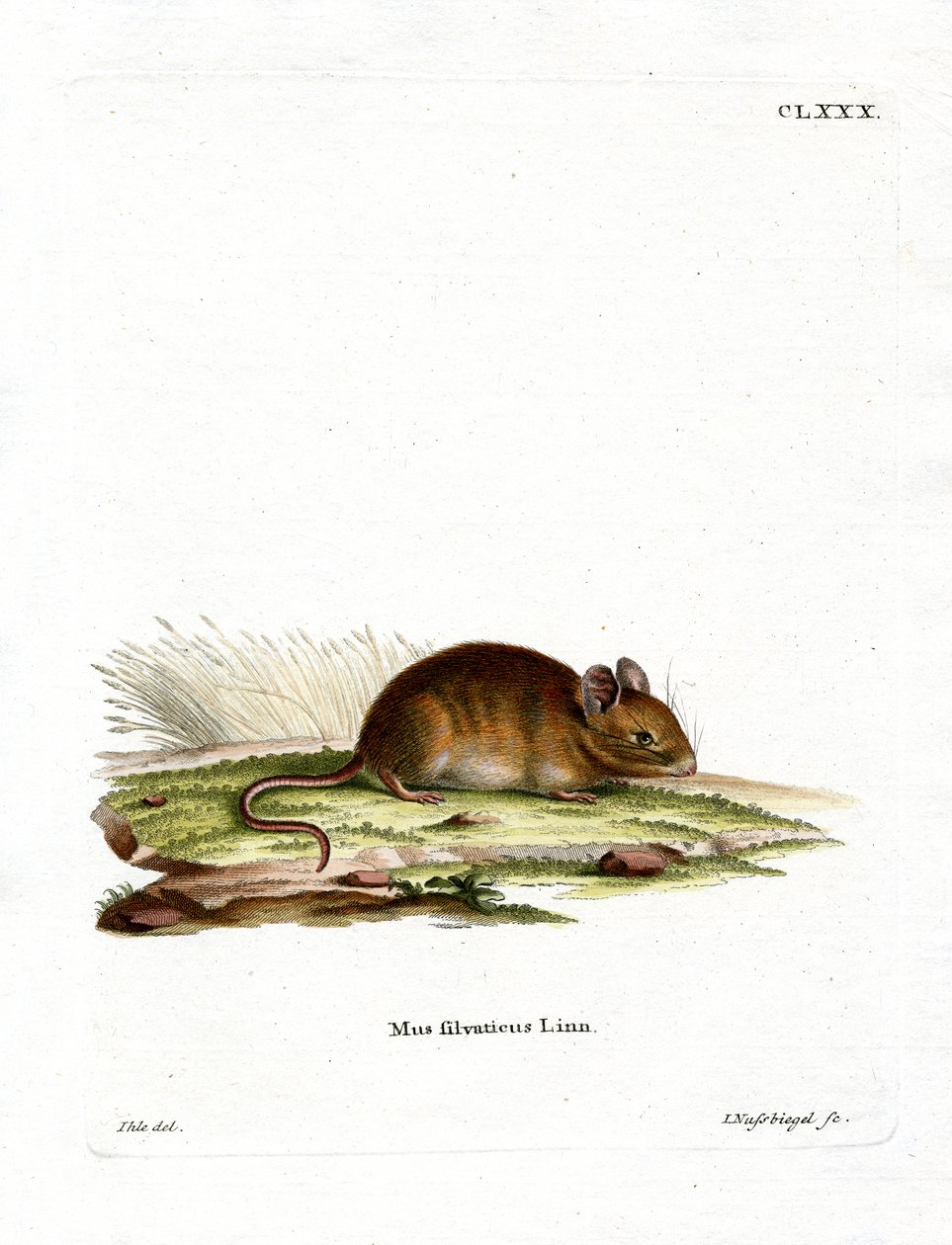 Wood Mouse (kolorowy grawerunek) autorstwa German School