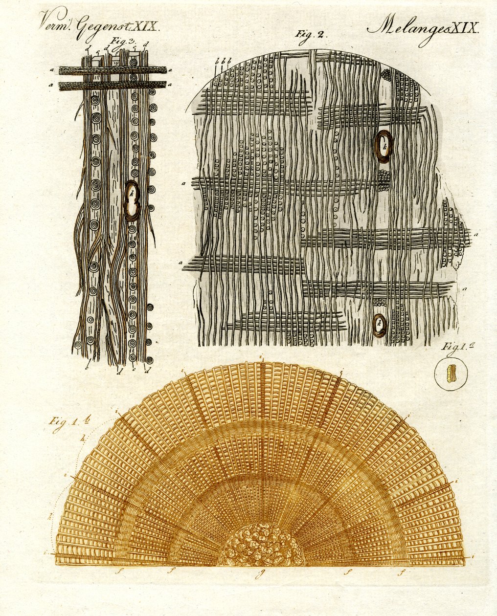 Anatomia drewna autorstwa German School
