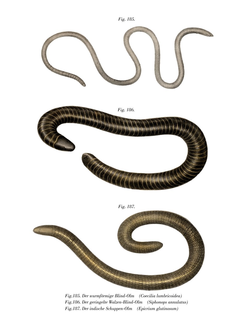 Wormlike Caecilia (kolor lito) autorstwa German School