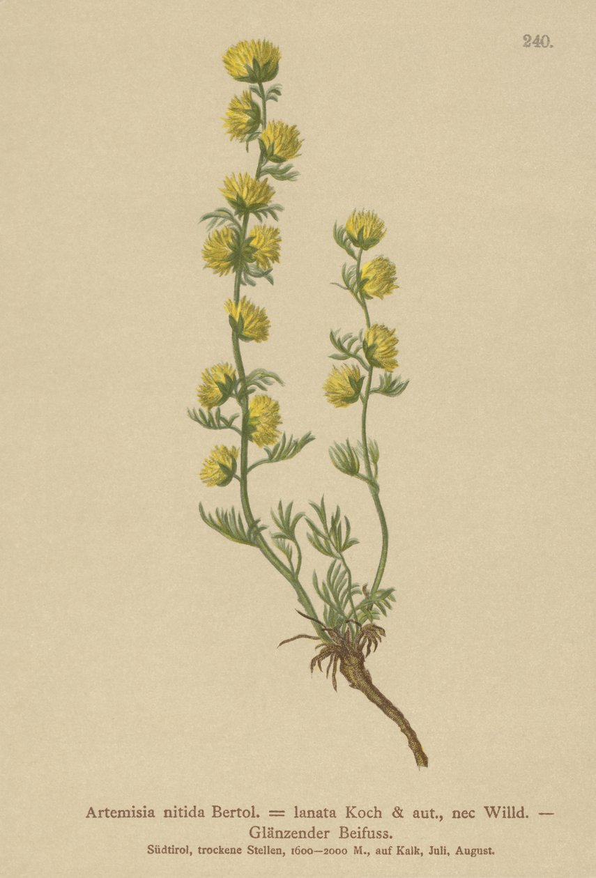 Piołun (Artemisia nitida, Artemisia lantana) autorstwa German School