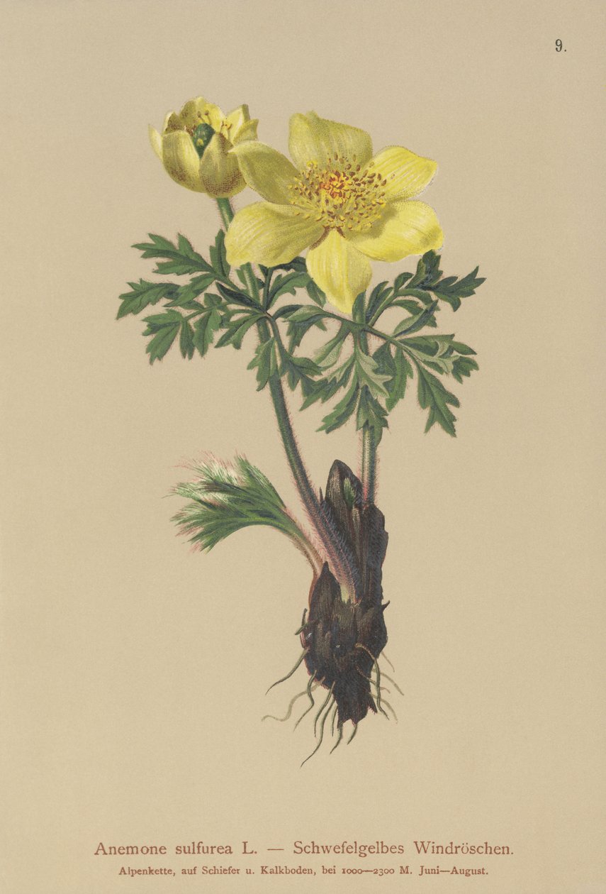 Zawilec żółty (Anemone sulfurea, Anemone sulphurea, Pulsatilla alpina) autorstwa German School