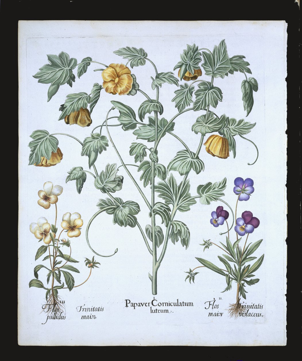 Żółty Mak rogaty, z Hortus Eystettensis Basila Beslera (1561-1629), wyd. 1613 (ręcznie kolorowane grawerowanie) autorstwa German School