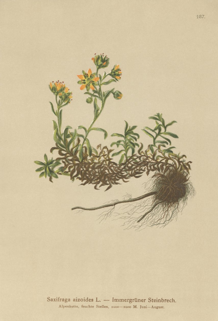 Skalnica żółta górska (Saxifraga aizoides) autorstwa German School