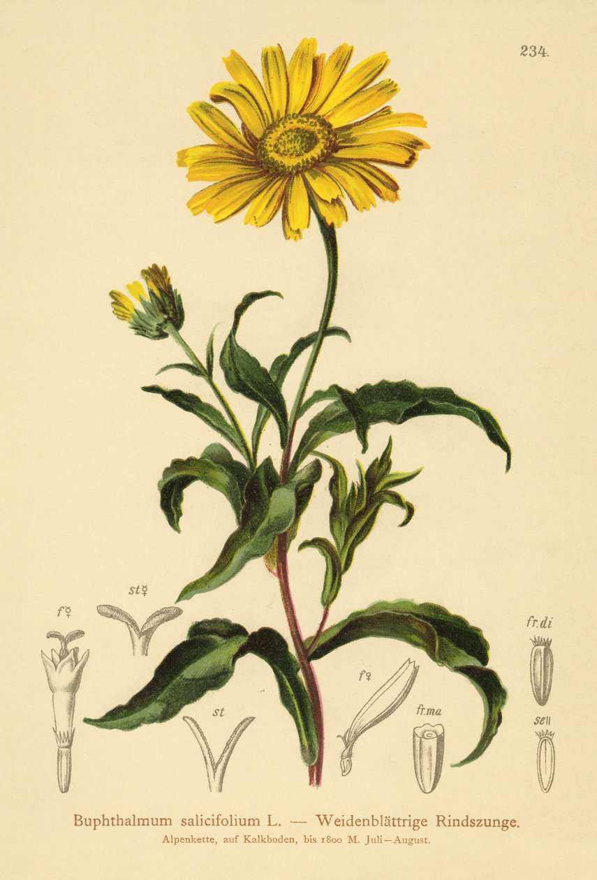 Żółte oko wołu (Buphthalmum salicifolium) autorstwa German School