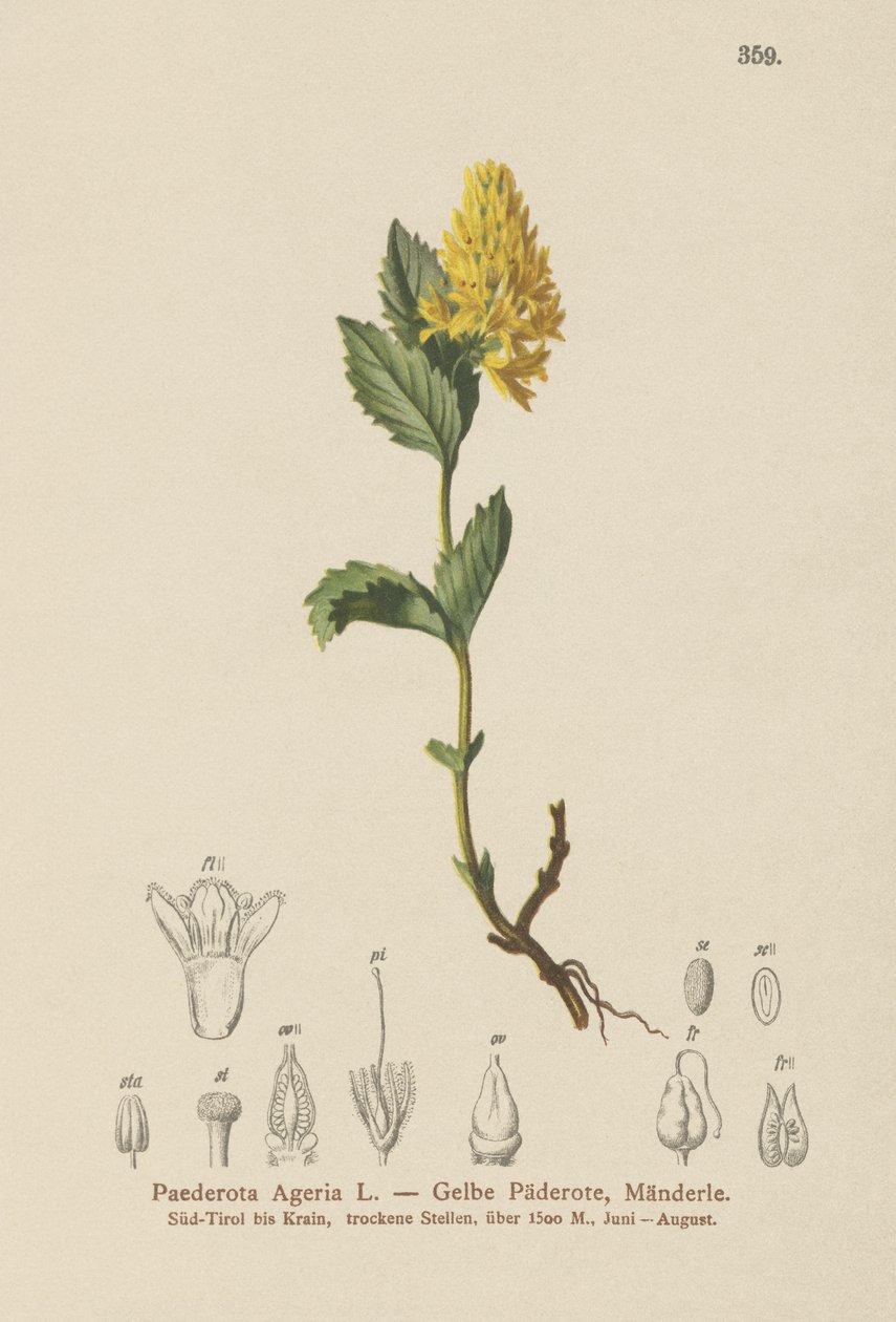 Paederota żółta (Paederota Ageria, Paederota lutea) autorstwa German School