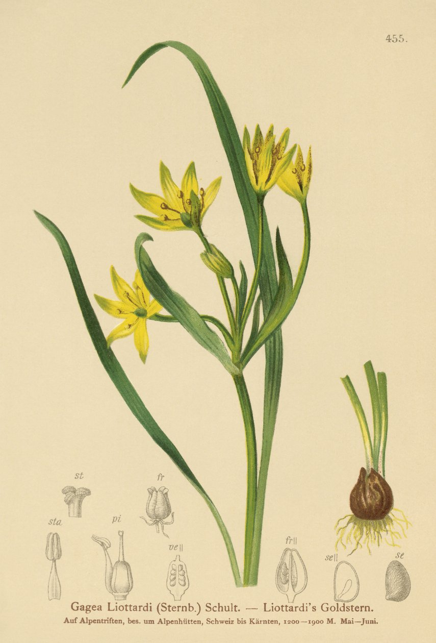 Gwiazda Betlejemska żółta (Gagea Liottardi, Gagea lutea, Gagea fragifera, Ornithogalum minimum var. fragiferum, Gagea fistulosa subsp. liotardii) autorstwa German School
