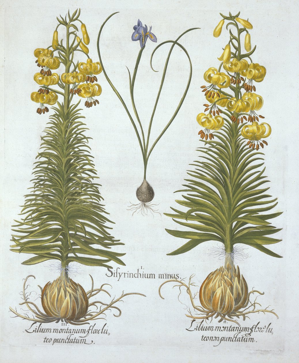 Żółta lilia turkusowa z cebulką i trawą karłowatą, z Hortus Eystettensis, Basil Besler (1561-1629), wyd. 1613 (grawerowanie ręcznie kolorowane) autorstwa German School
