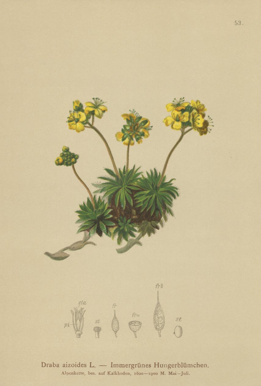 Trawa żółta (Draba aizoides) autorstwa German School