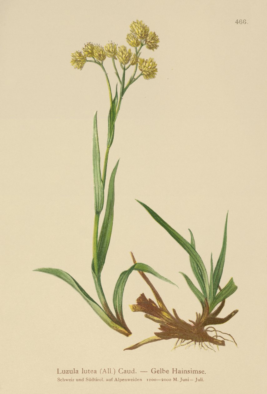 Żółta gorączka leśna (Luzula lutea) autorstwa German School