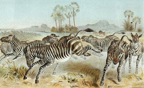 Zebra, płyta z "Brehms Tierleben: Allgemeine Kunde des Tierreichs", t. 3, s. 81, wyd. przez Bibliographisches Institut autorstwa German School