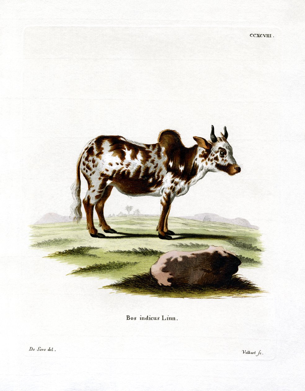 Zebu (kolorowy grawer) autorstwa German School