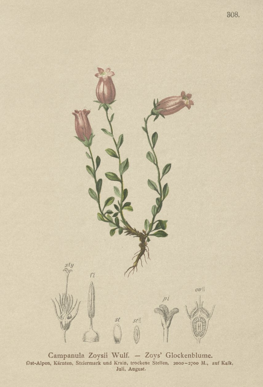 Zois Bellflower (Campanula Zoysii) autorstwa German School