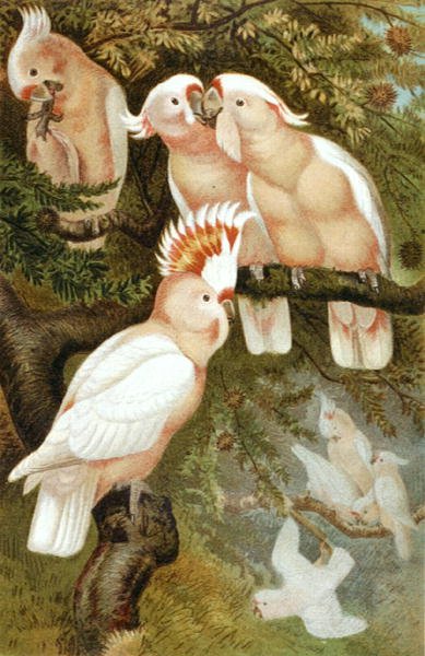 dnca Cockatoo, płyta z "Brehms Tierleben: Allgemeine Kunde des Tierreichs", t.5, s.380, opublikowane przez Bibliographisches Institut. autorstwa German School