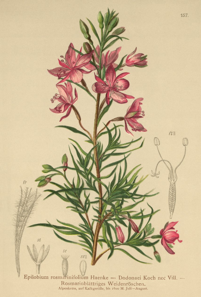 Wierzba rozmarynowa (Epilobium rosmarinifolium, Epilobium Dodonaei) autorstwa German School