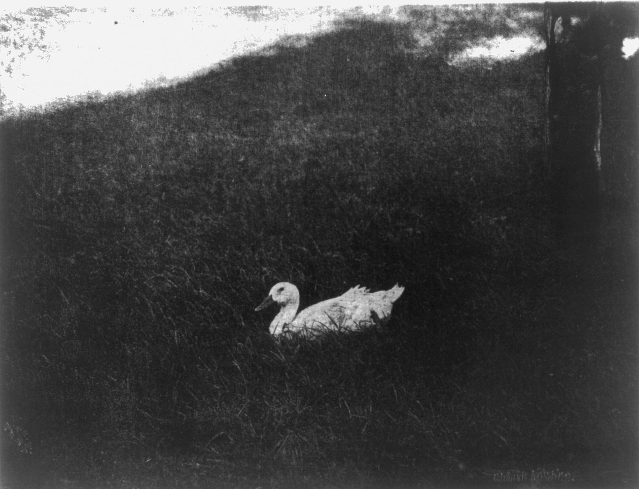 Proste życie Gertrude Kasebier autorstwa Gertrude Käsebier