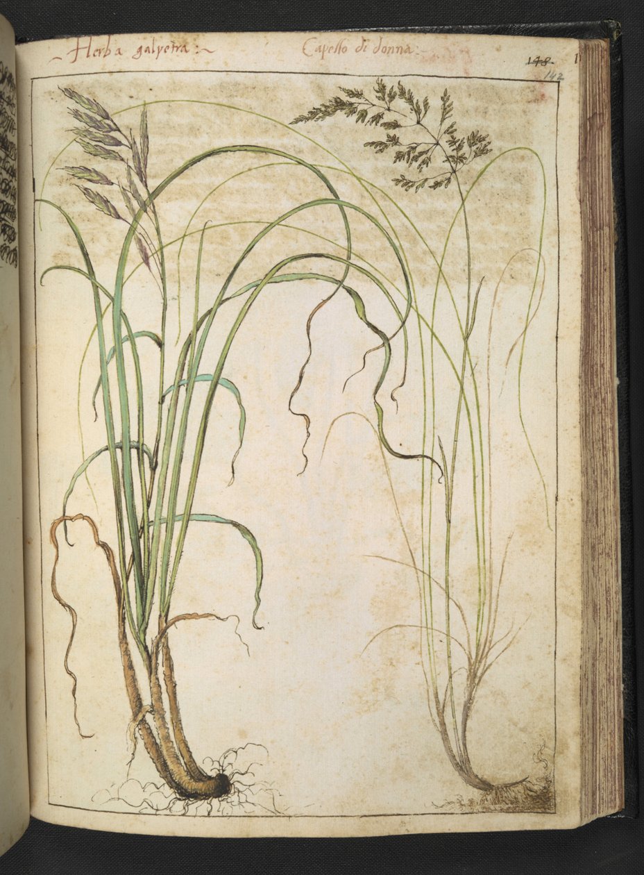 Roślina zielna, z „Obrazów flory stanów rzymskich” Gherardo Cibo, Add MS 22333, f142r, c.1564-84 (akwarela i gwasz na papierze) autorstwa Gherardo Cibo